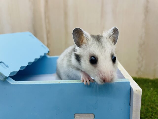 ゴールデンハムスター