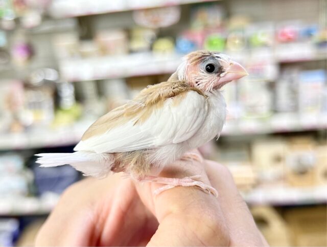 十姉妹（ジュウシマツ）