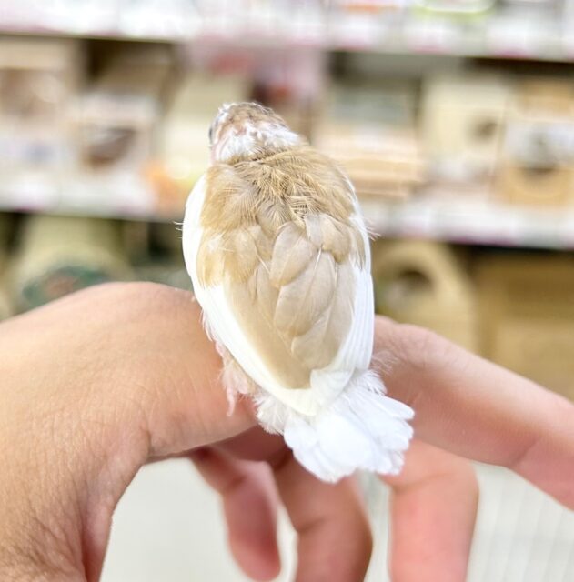 十姉妹（ジュウシマツ）