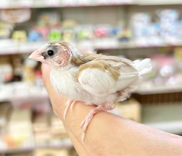 十姉妹（ジュウシマツ）