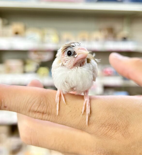 十姉妹（ジュウシマツ）