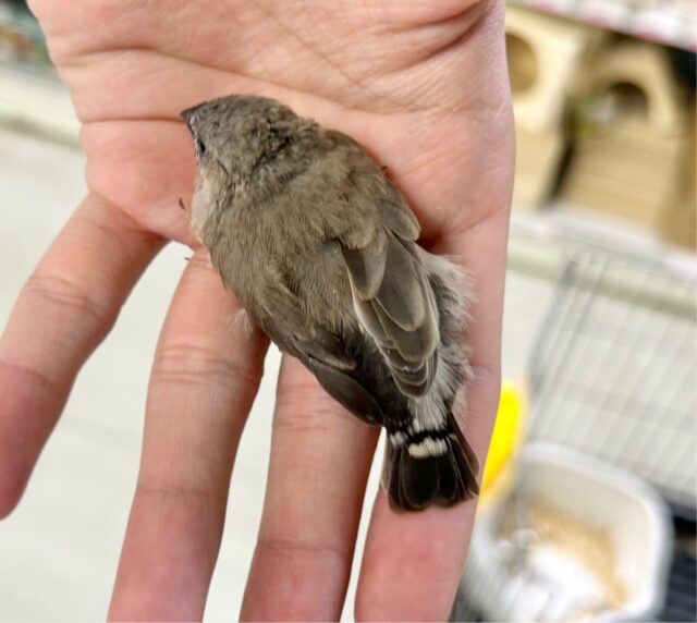 錦花鳥（キンカチョウ）