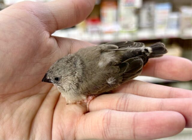 錦花鳥（キンカチョウ）