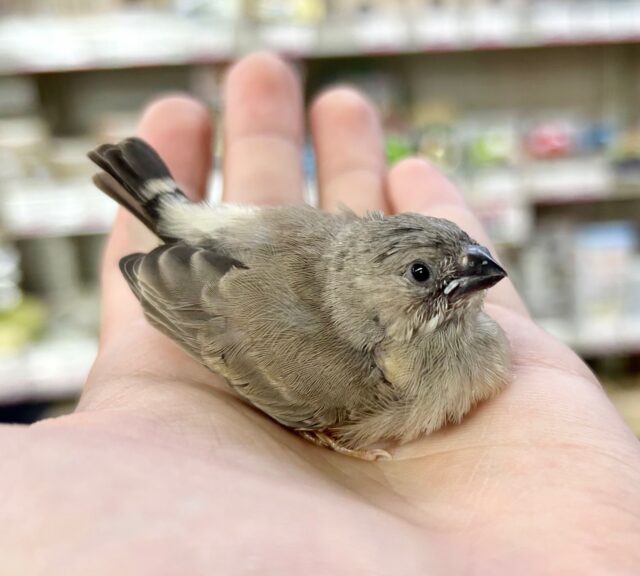 錦花鳥（キンカチョウ）