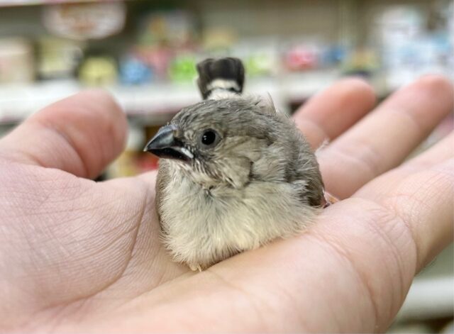 錦花鳥（キンカチョウ）