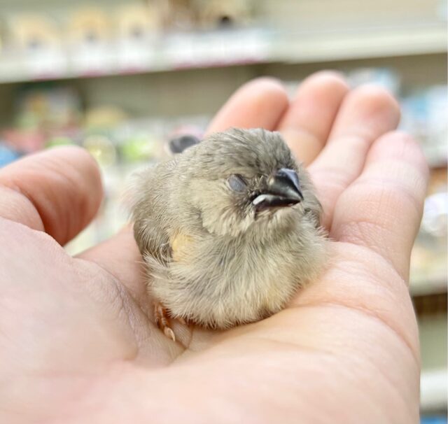 錦花鳥（キンカチョウ）