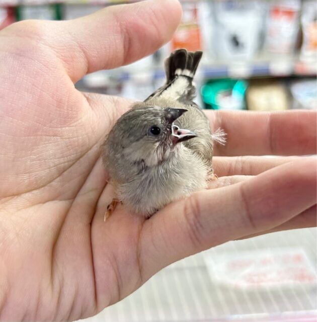 錦花鳥（キンカチョウ）