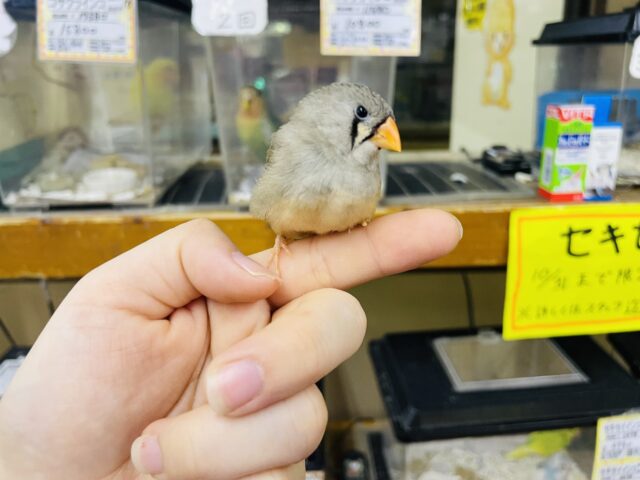 錦花鳥（キンカチョウ）