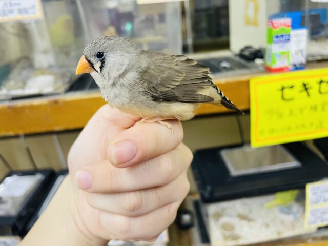 錦花鳥（キンカチョウ）
