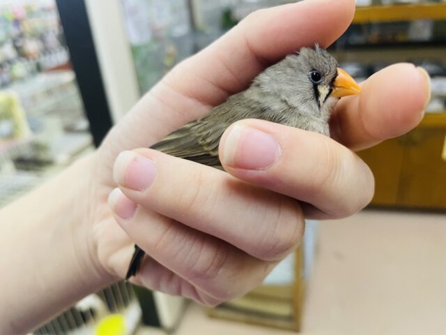 錦花鳥（キンカチョウ）