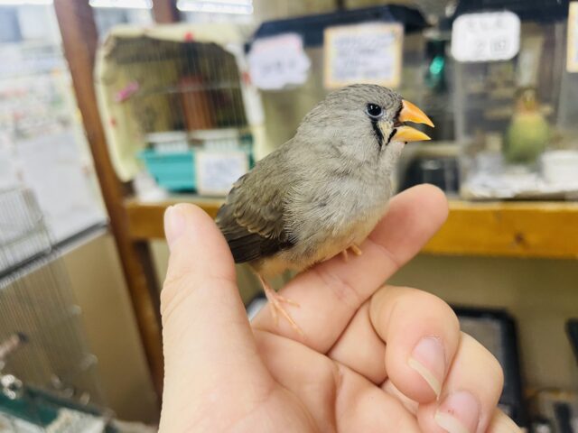 錦花鳥（キンカチョウ）