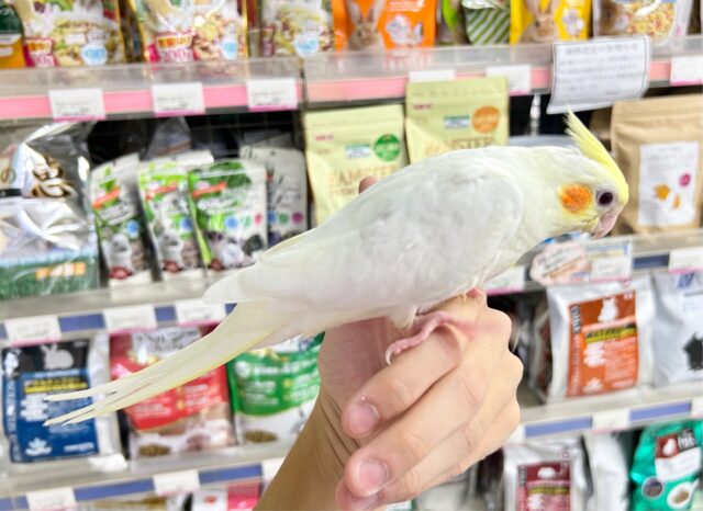 オカメインコ