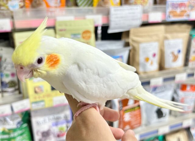 オカメインコ