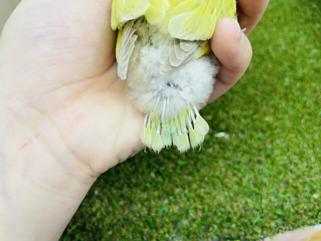 コザクラインコ（小桜インコ）