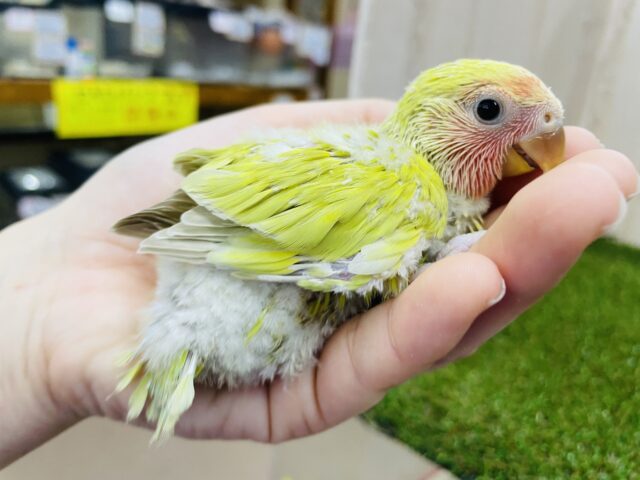 コザクラインコ（小桜インコ）