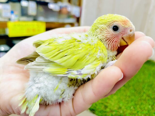 コザクラインコ（小桜インコ）