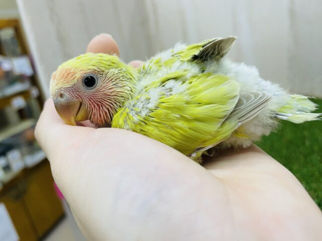 コザクラインコ（小桜インコ）