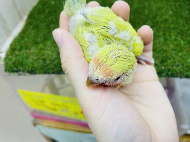 コザクラインコ（小桜インコ）