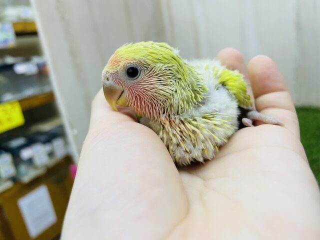 コザクラインコ（小桜インコ）