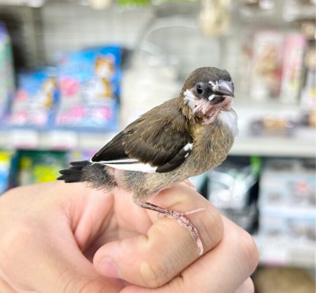 十姉妹（ジュウシマツ）