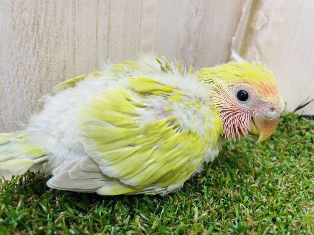 コザクラインコ（小桜インコ）