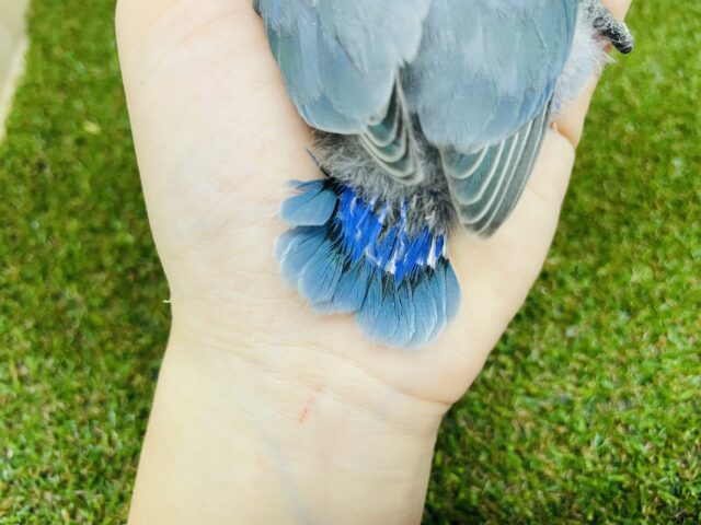 コザクラインコ（小桜インコ）