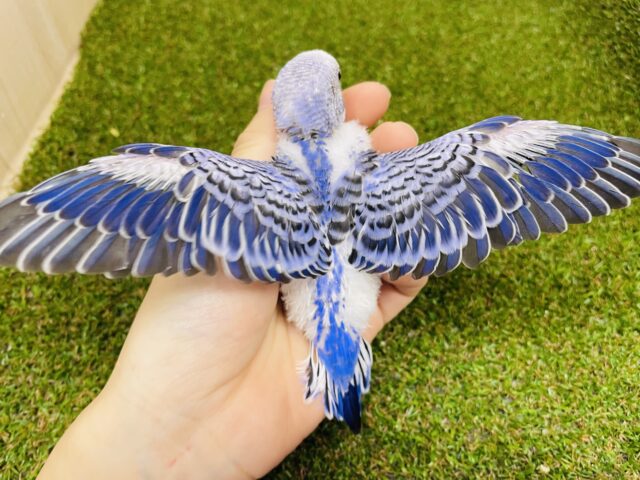 セキセイインコ