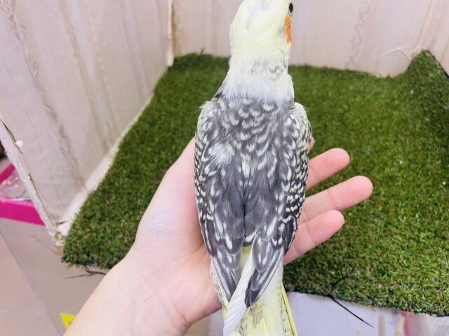 オカメインコ
