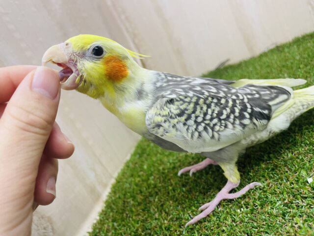 オカメインコ