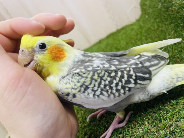 オカメインコ