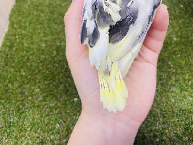 オカメインコ