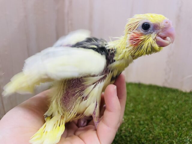 オカメインコ