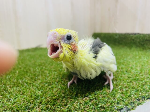 オカメインコ