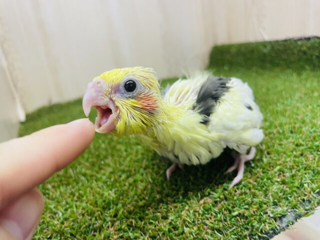 オカメインコ