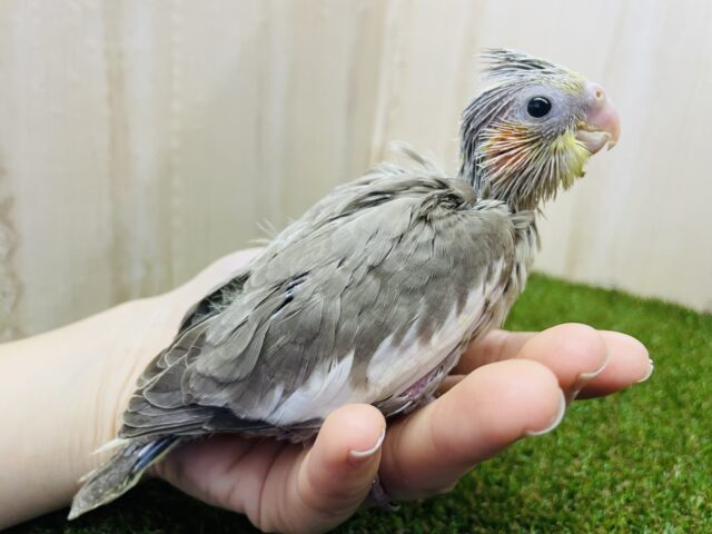オカメインコ
