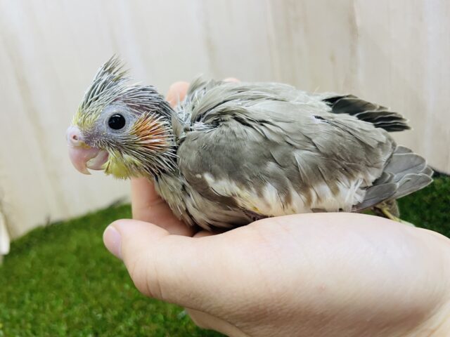 オカメインコ