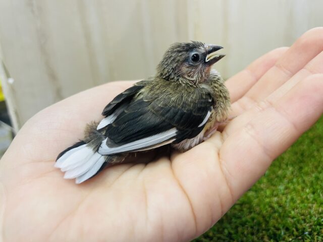 十姉妹（ジュウシマツ）