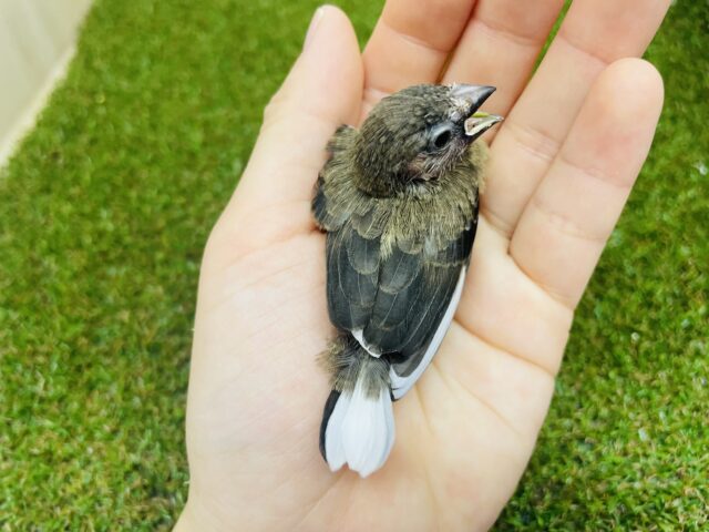 十姉妹（ジュウシマツ）