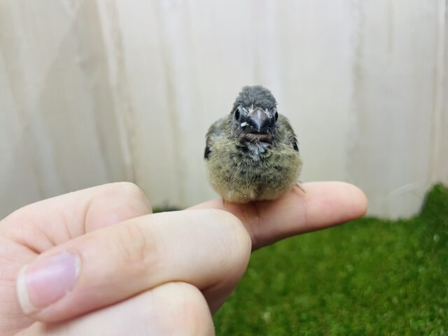 十姉妹（ジュウシマツ）