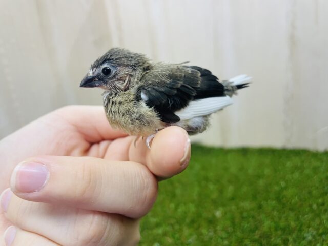 十姉妹（ジュウシマツ）