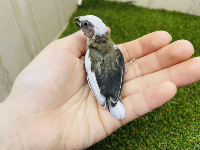 十姉妹（ジュウシマツ）