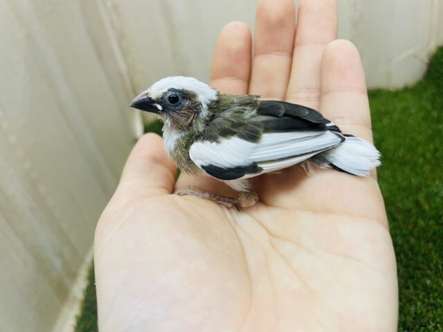 十姉妹（ジュウシマツ）