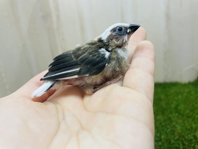 十姉妹（ジュウシマツ）