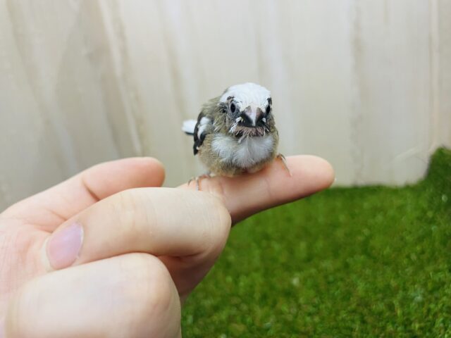 十姉妹（ジュウシマツ）