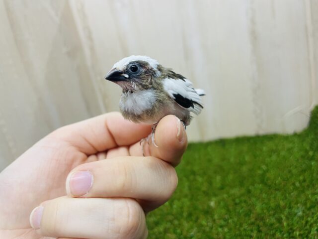 十姉妹（ジュウシマツ）