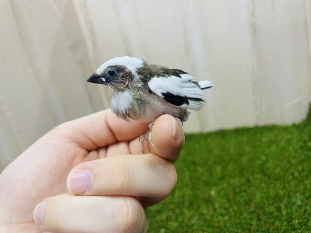 十姉妹（ジュウシマツ）