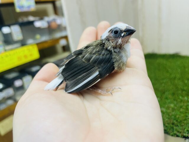 十姉妹（ジュウシマツ）