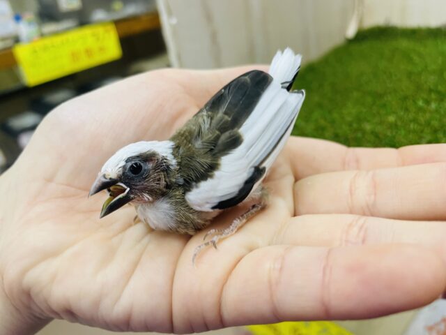 十姉妹（ジュウシマツ）