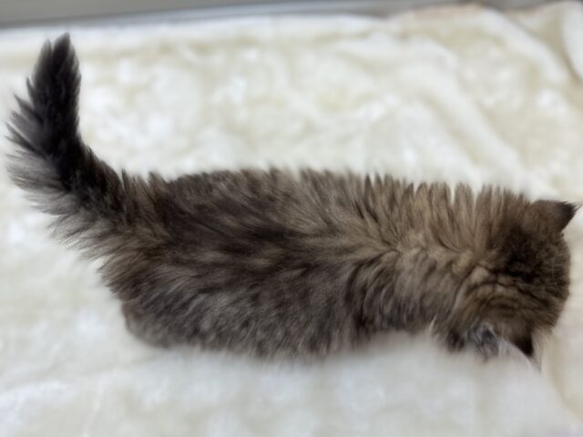 美猫ペルシャちゃん💕2023年8月20日生まれ 女の子 ペルシャ