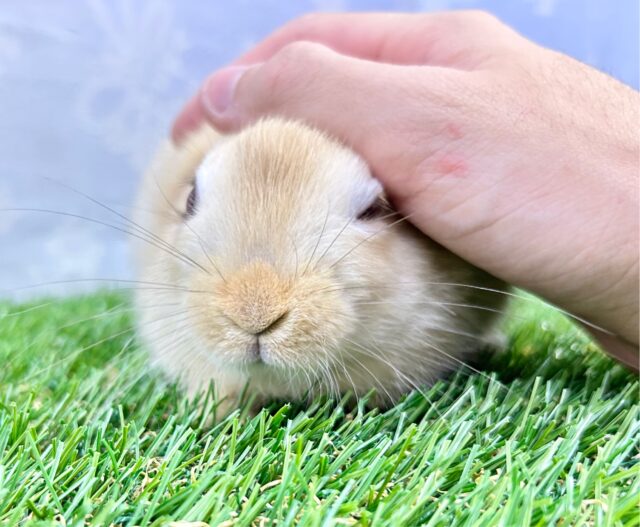 ネザーランドドワーフ